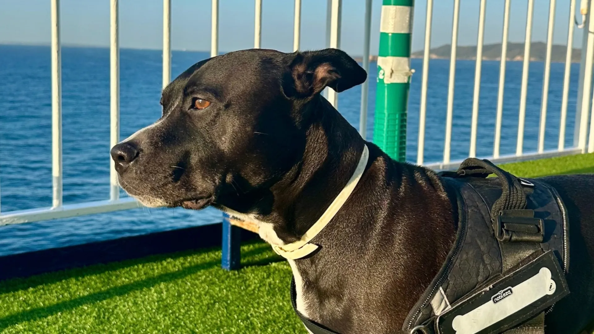 viaja-con-mascotas