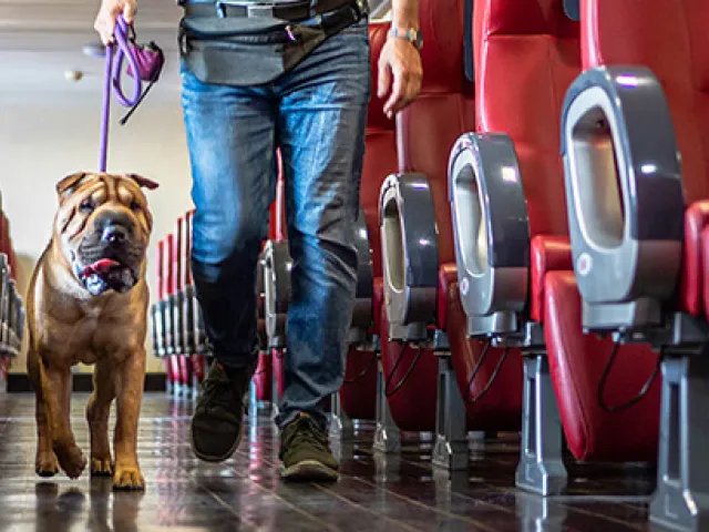 vacaciones con perro
