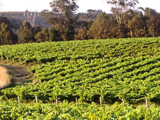 ¿Cuáles son las bodegas de Mallorca que puedes visitar?
