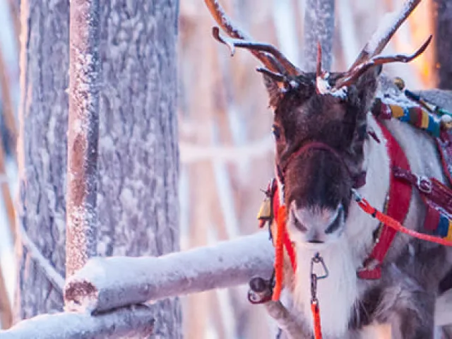 Dónde viajar en Navidad: Los mejores destinos para tus vacaciones