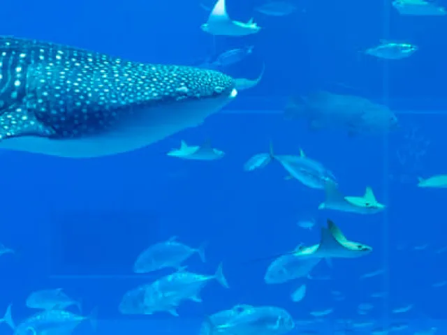Cómo llegar al Palma Aquarium: guía de transporte