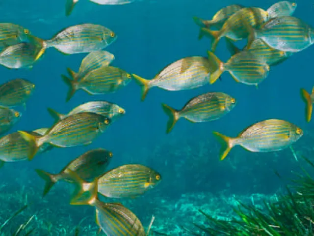 Peces del Mediterráneo: fauna marina