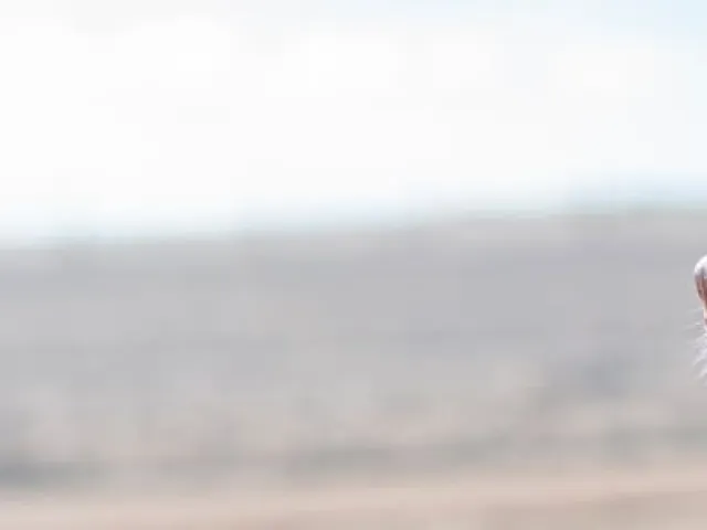 Playas para perros España -Las más bonitas y con servicios