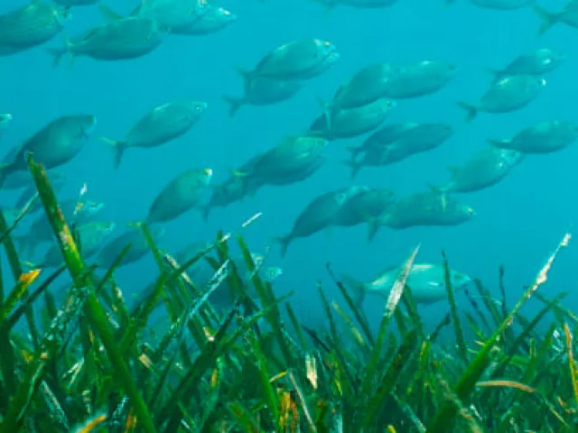 Descubre la Posidonia: una pradeare de algas