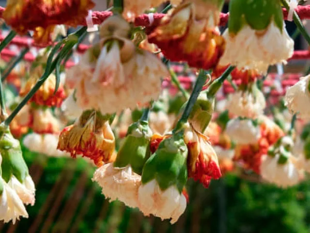 Temps de Flors 2025 en Girona | Guía del festival floral