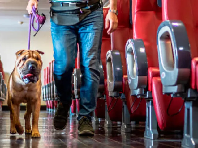 Viajar en ferry con perro: consejos y recomendaciones útiles