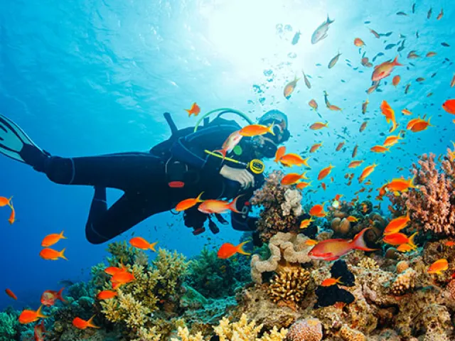 ¿cuantas especies de peces hay en mallorca?