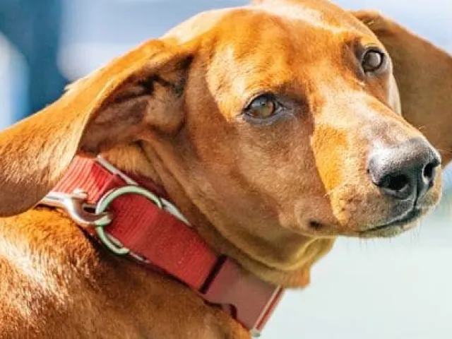 Cómo planificar tus vacaciones con mascota: un pasajero más